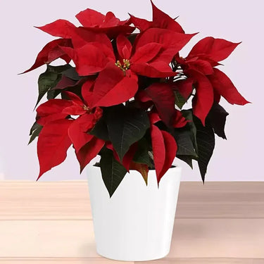 Vibrant Red Poinsettia